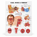 Ear, Nose, Throat Chart